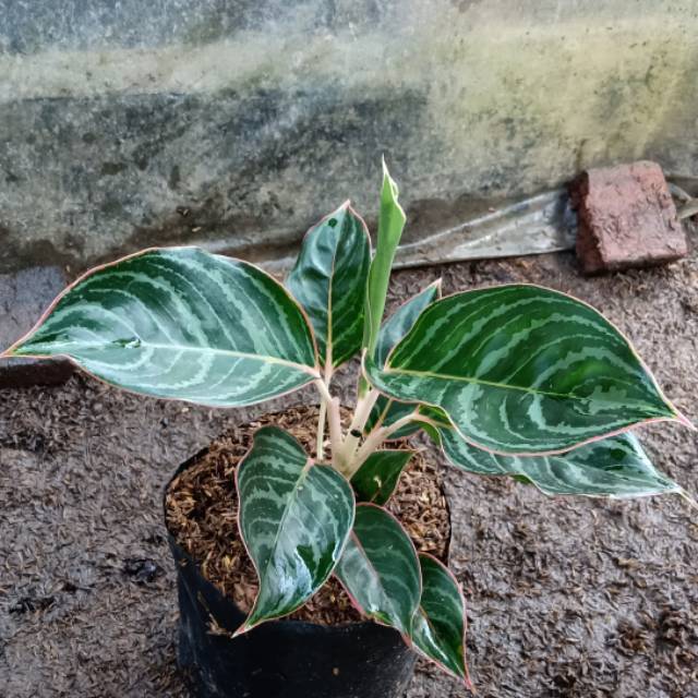 Bunga aglonema lipstik zebra