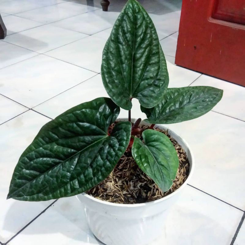 Anthurium Sirih