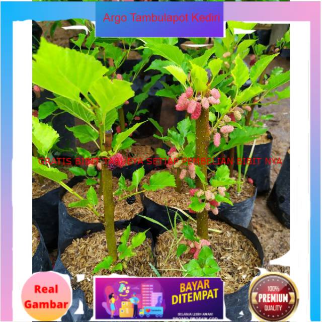 Obral Bibit tanaman buah BIBIT TANAMAN MURBEI siap buah Ori