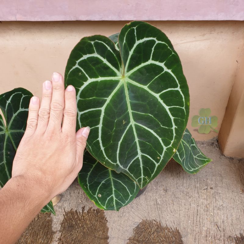 Tanaman Hias Anthurium Crystallinum Kuping Gajah Araceae Daun Lebar