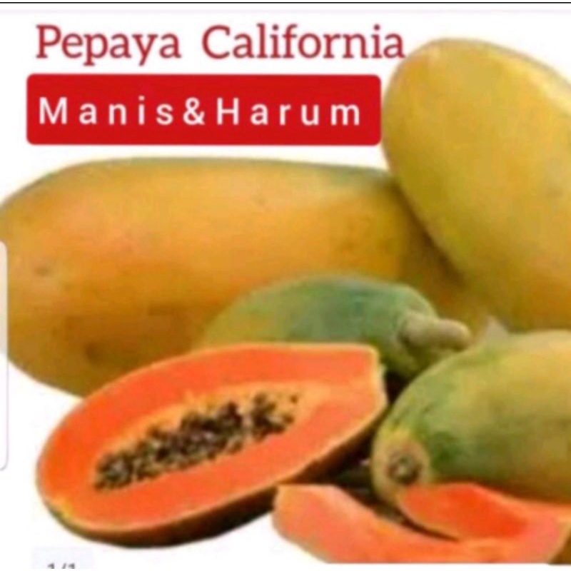 

PEPAYA CALIFORNIA MANIS FRESH ( PILIH MATANG , MENGKAL )
