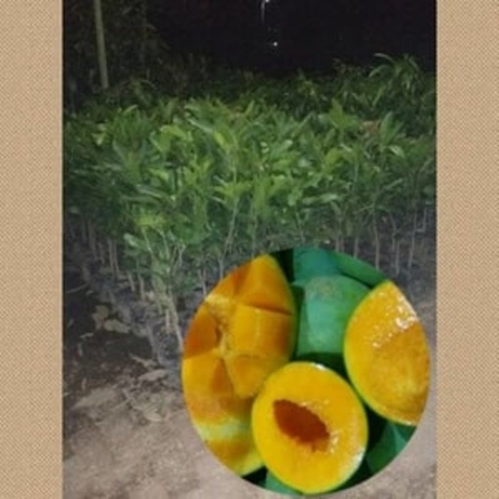 BIBIT MANGGA ALPUKAT