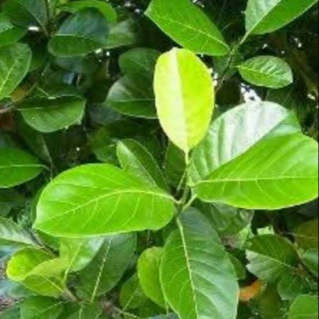 

Daun nangka per lembar, segar, tak ada cacat harga per 10 lembar