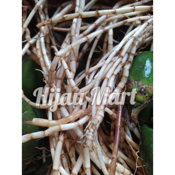 

akar alang alang atau akar eurih 250 gram