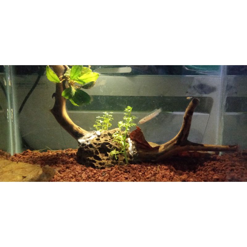 Channa Asiatica Rsws