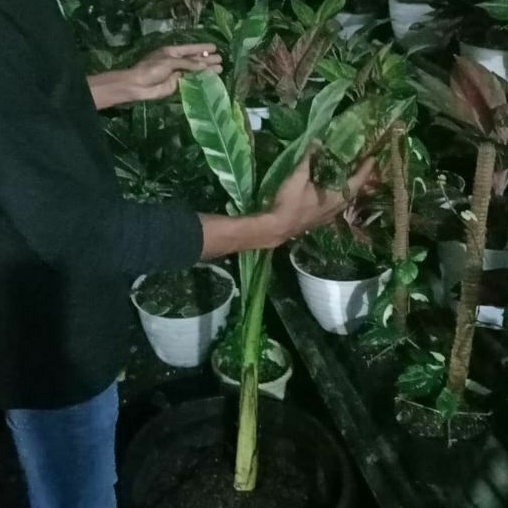 pohon pisang varigata