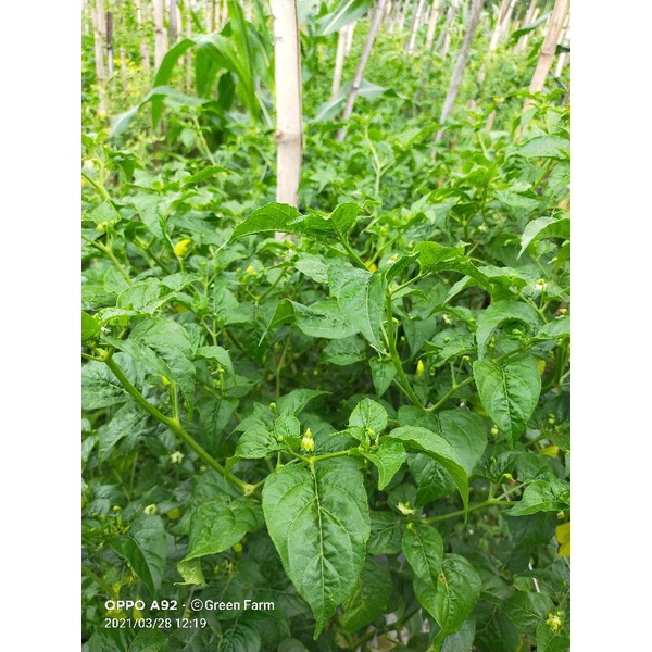 New Cabe Cabe Semprul Cabe prentul 10gr Orginal