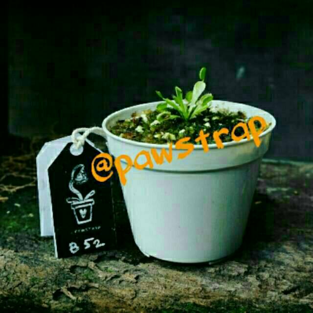PROMO Venus Flytrap B52 / DCXL + Free Drosera