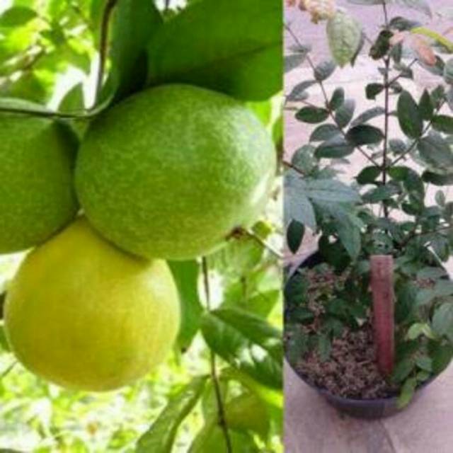 Bibit buah araza/araca boy