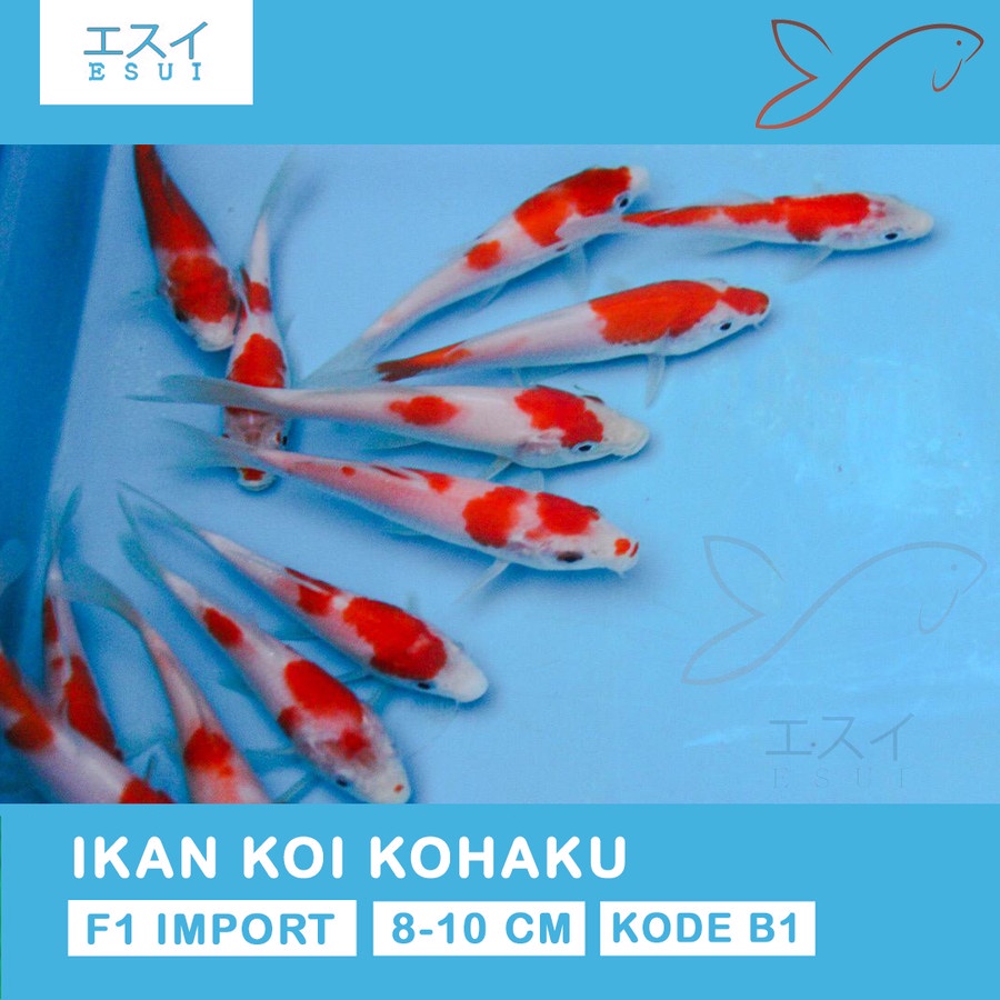 Ikan Koi Kohaku F1 Anakan Import Size 8 - 10 cm (Esui Koi)