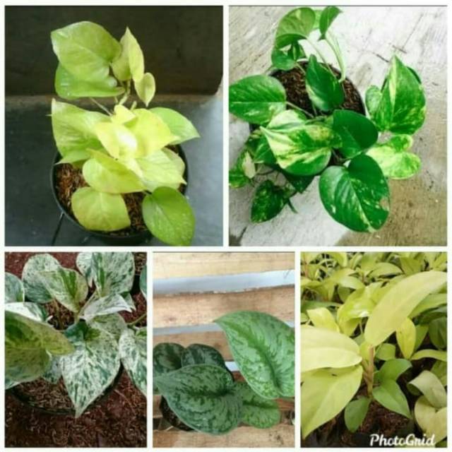 Toko Grosir Paket 5 Tanaman Hias Serihgading 53B8OB9hA3JZEA