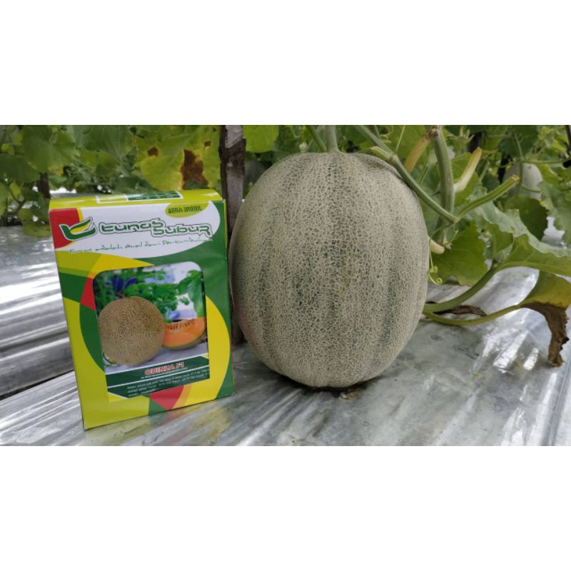 Melon Hibrida Quinza f1 20gr Original Rock Melon Melon Orange