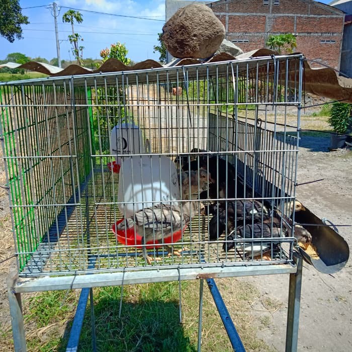 Kandang untuk pembesaran ayam