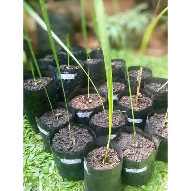 BIBIT KURMA AJWA / KURMA NABI H0RE KQD