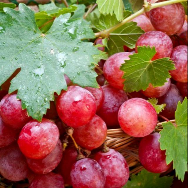 Bibit anggur merah/pohon anggur merah