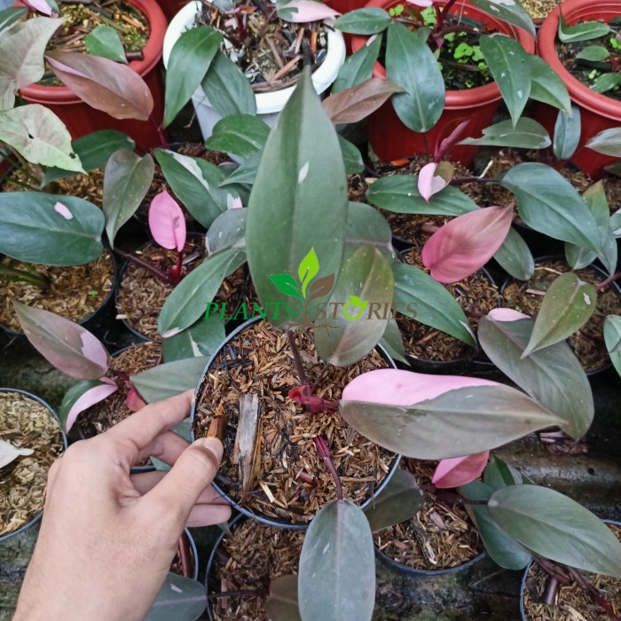 Philodendron Pink princess