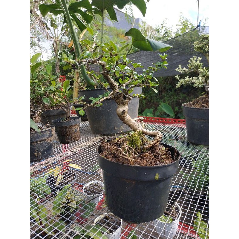 Bonsai Hokianti Buah