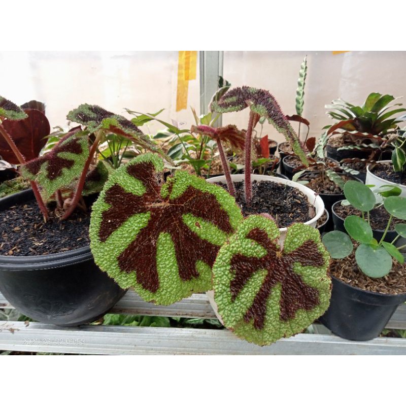 tanaman hias begonia tapak macan