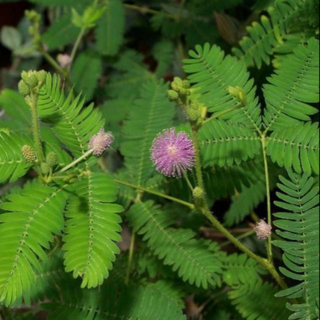 

daun putri malu 250 gram