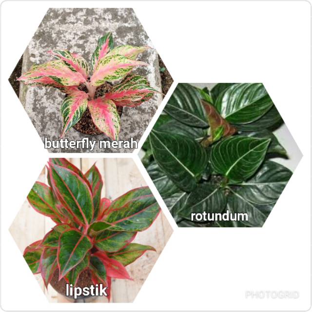 Paket 3 jenis bunga aglaonema harga termurah