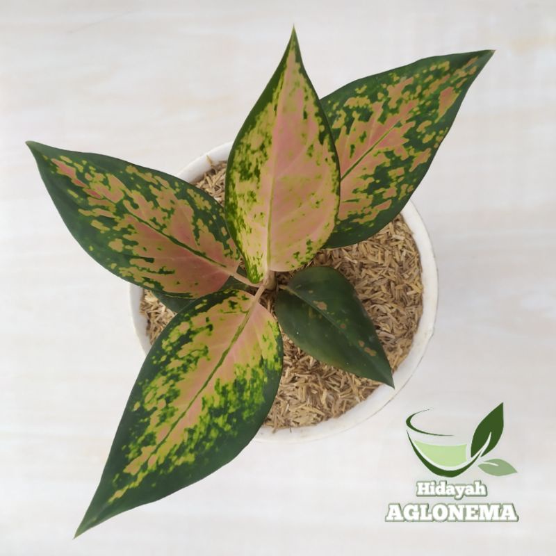 Aglonema Kochin Tembaga