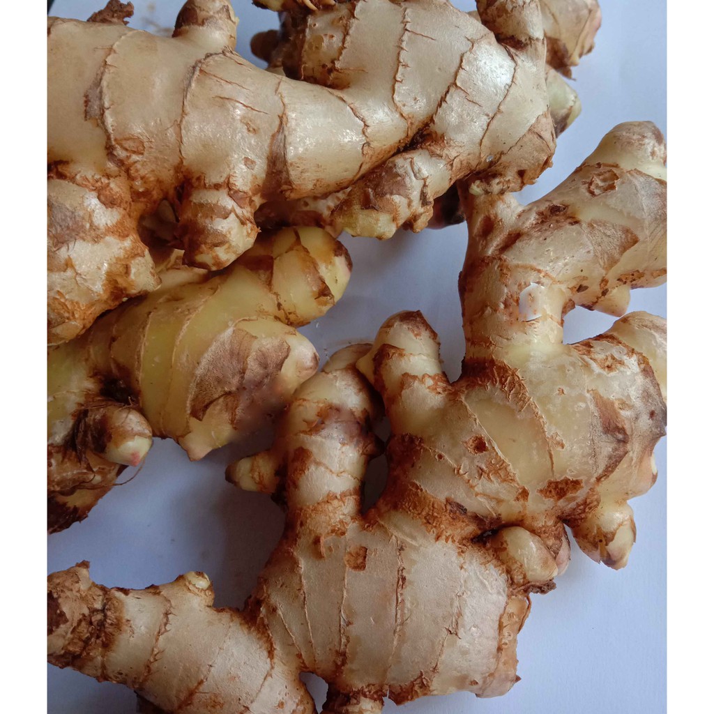 

JAHE PUTIH/GAJAH JAHE SAYUR 1KG segar