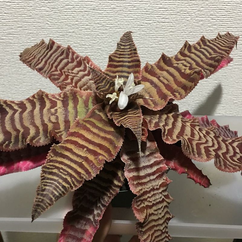 Cryptanthus Elaine REMAJA