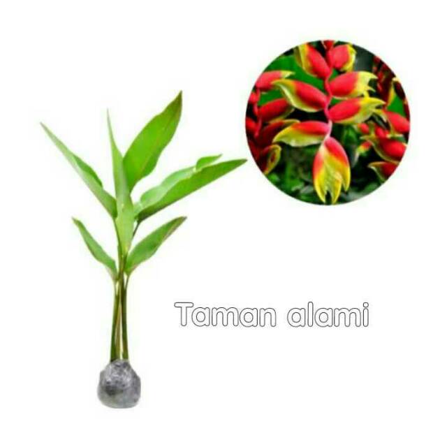 Tanaman hias pisang bali - pohon pisang bali heliconia