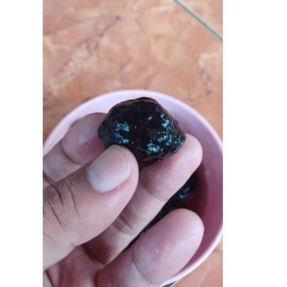 Harga TERMURAAH.. Muncang Adu Yanti siap geduk -Raja Batok-Setan Bintang- Anak denpom