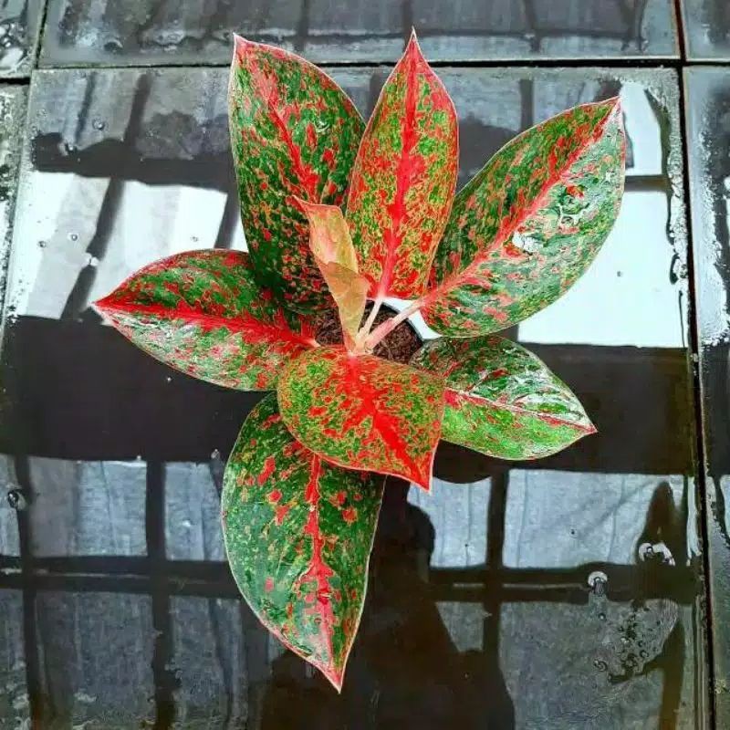 aglonema red stardust remaja beranjang dewasa