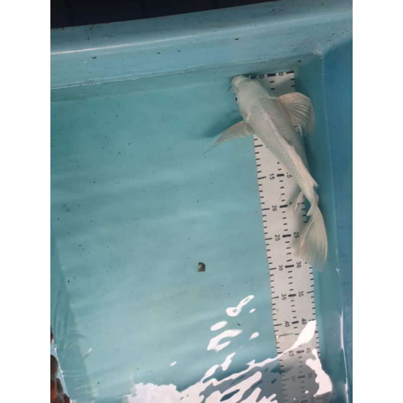 Ikan hias Koi Mukasi Slayer size 15 cm