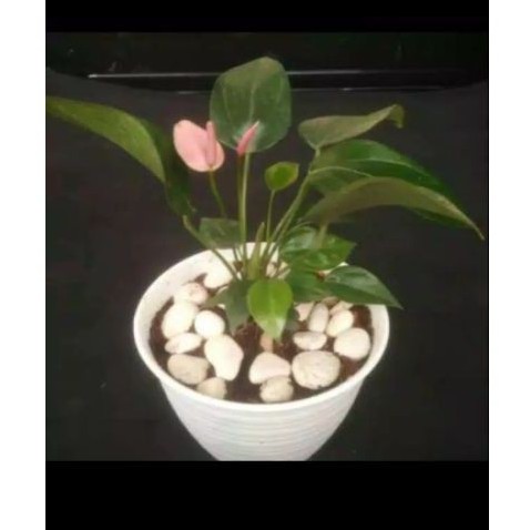 Anthurium mini