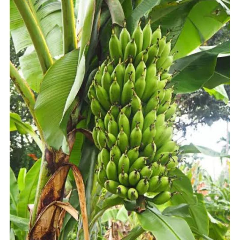 

Pisang Uli Mentah 1 sisir