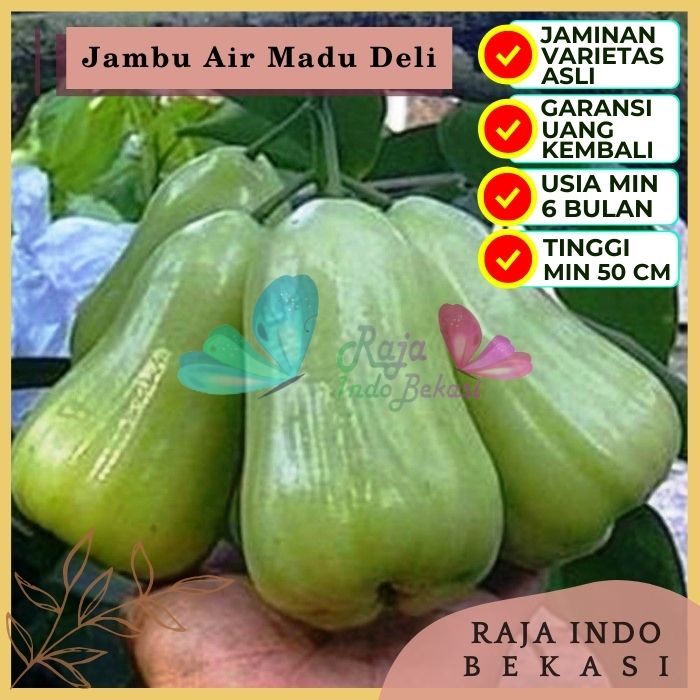 Bibit Tanaman Buah JAMBU AIR MADU DELI Premium