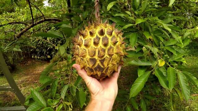 Bibit Srikaya Biriba/ Srikaya Nanas Unik