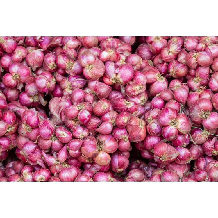 

BAWANG MERAH UTUH FRESH - PREMIUM SHALLOT RED ONION BUMBU MASAKAN BUMBU DAPUR 250GRAM