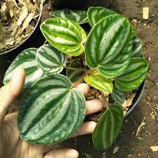 Peperomia Watermelon Kerut  Paperomia Belimbing - tanaman daun bergaransi