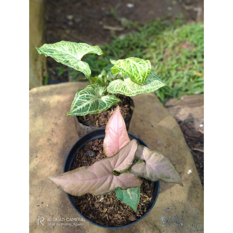 PAKET 2 POHON SYNGONIUM PINK & BATIK ( ORIGINAL )  TANAMAN HIAS