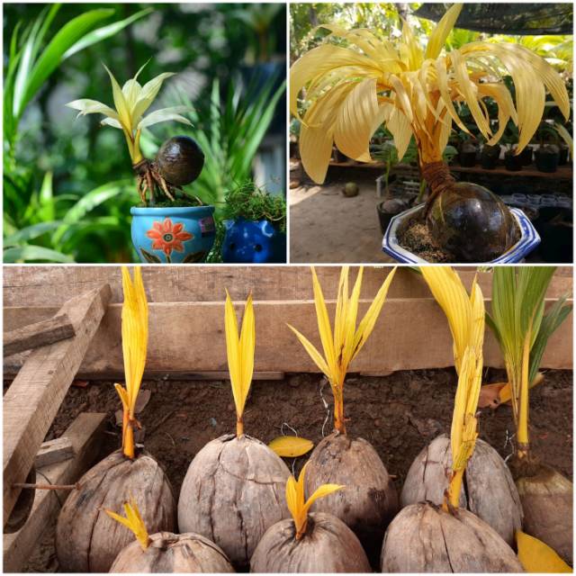 Bahan Bonsai Kelapa Albino Golden Asli Unik Dan Langka Shopee Indonesia