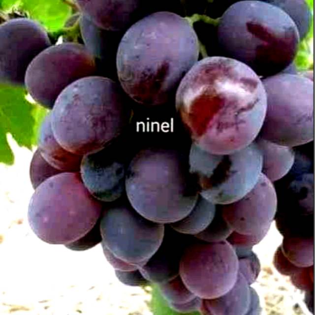 

anggur ninel import