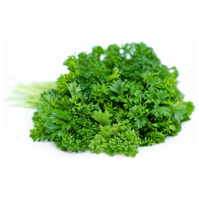 Benih Herbal Daun Parsley Moss Curled Benih Parsley Peterseli Keriting