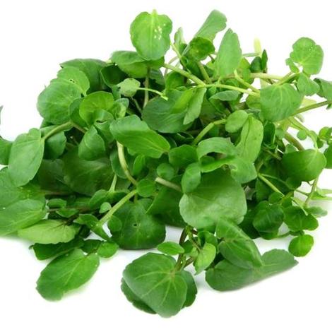Benih Selada Air / True Watercress