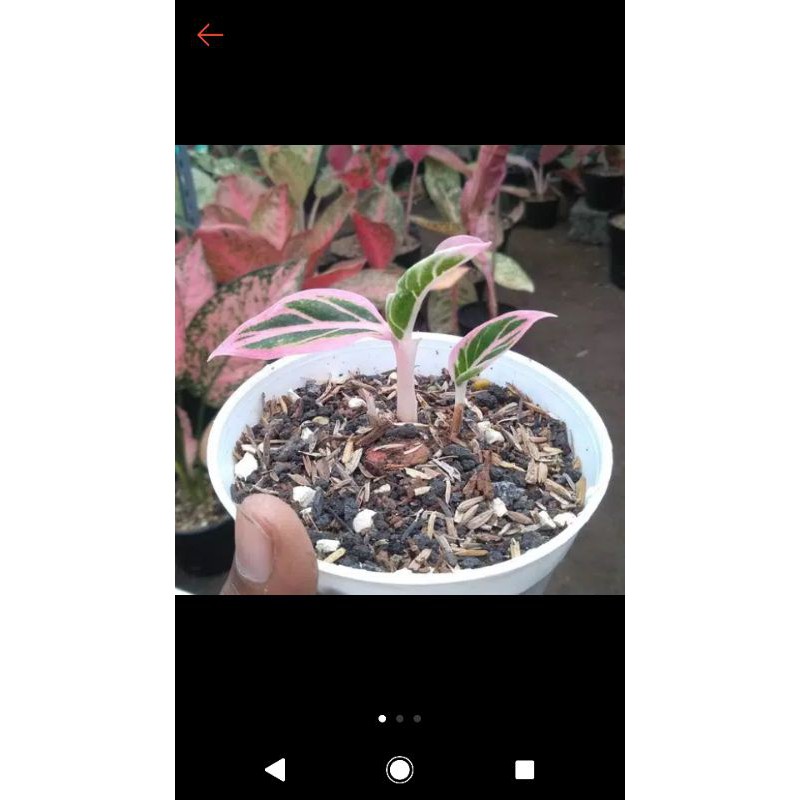 

Anakan Lotus Dileght