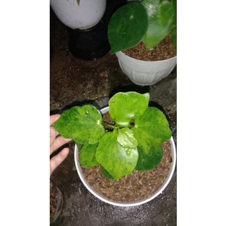 peperomia raindrop variegata