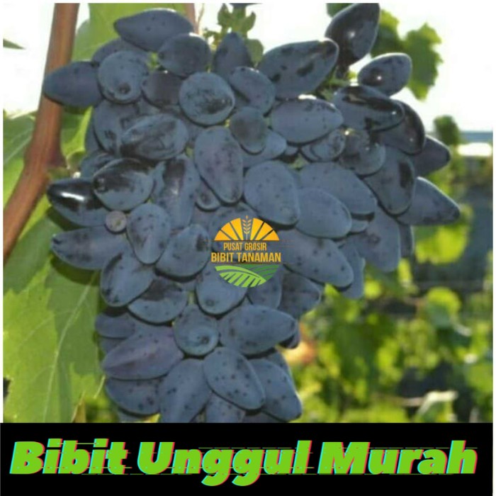 Bibit anggur import viking Grafting Siap Berbuah