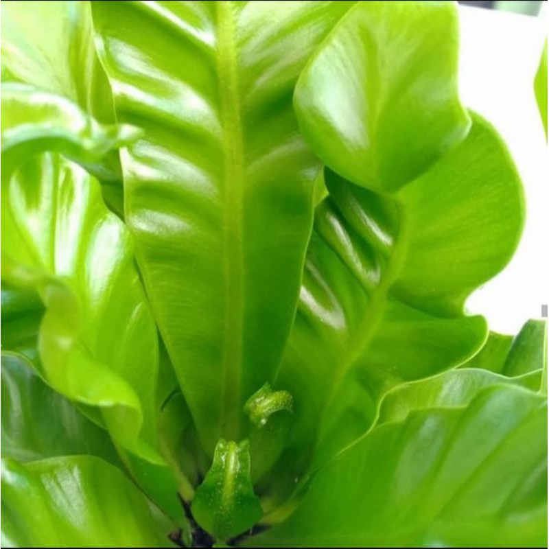 pohon kadaka lasagna mini - tanaman hias kadaka lasagna mini