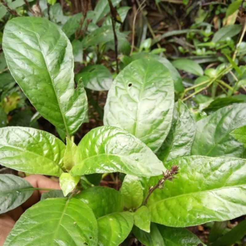 

DAUN REUNDEU LALAPAN FRES 250 GR