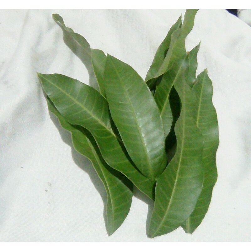 

Daun Mangga Muda Pucuk 50 lembar
