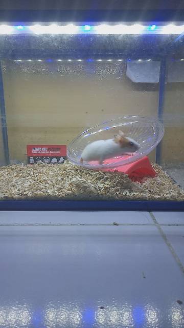 MAINAN HAMSTER - FLYING SAUCER