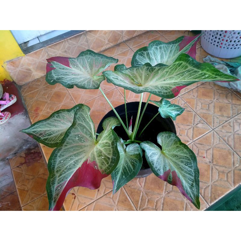 Cat Tumpah Caladium Super Jumbo full Umbi